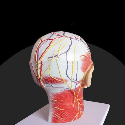 Head Transverse Sectional Anatomy Model