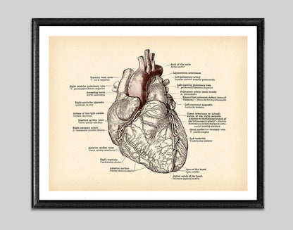 Antique Anatomy Medical Poster Human Anatomy Art Drawing