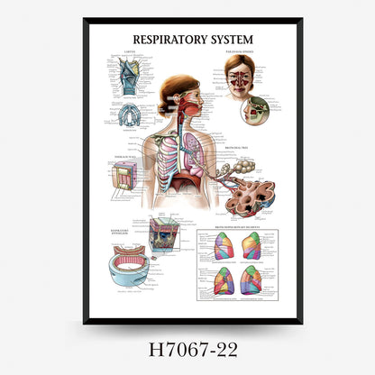 Wall Chart Human Anatomy Muscles Gym Medical Education Decorative Painting