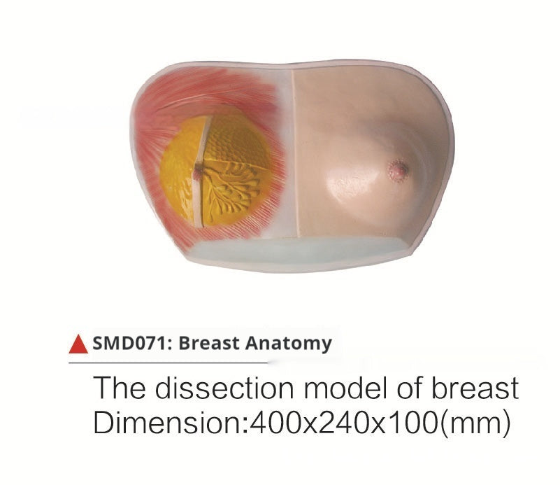 Breast Anatomy Model