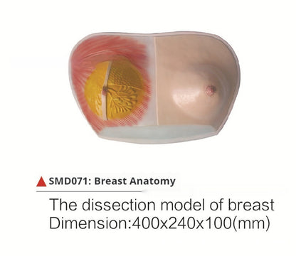 Breast Anatomy Model