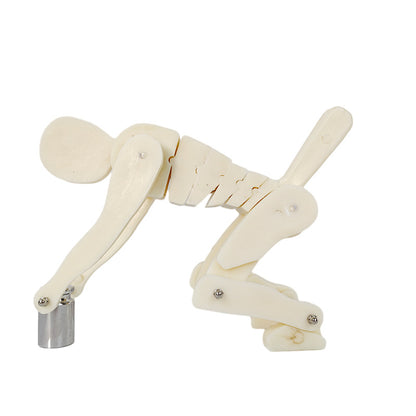 PVC Weightlifting Medical Teaching Model With A Base