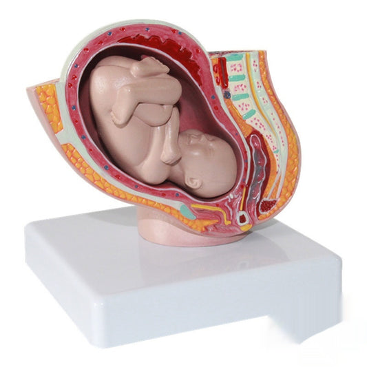 Miniature Female Pelvic Model With A Nine-month Fetal Uterus For Family Planning And Medical Use