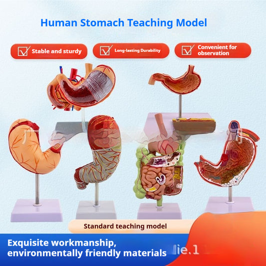 Human Digestive System Model Gastric Coronal Section Anorectal Anatomy Medical Teaching Aid For Gastroenterology