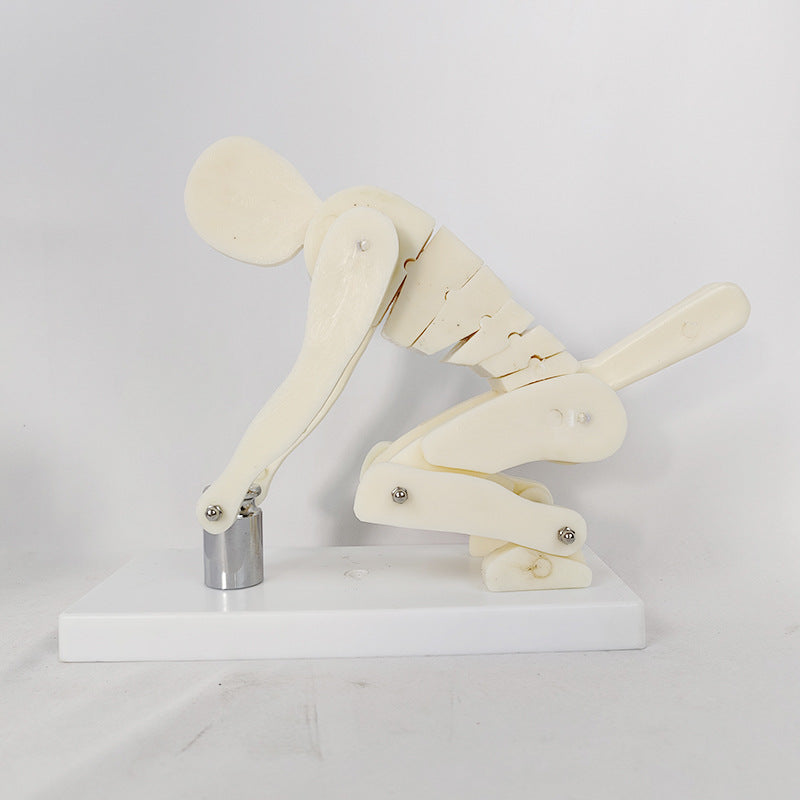 PVC Weightlifting Medical Teaching Model With A Base