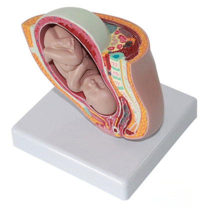 Miniature Female Pelvic Model With A Nine-month Fetal Uterus For Family Planning And Medical Use