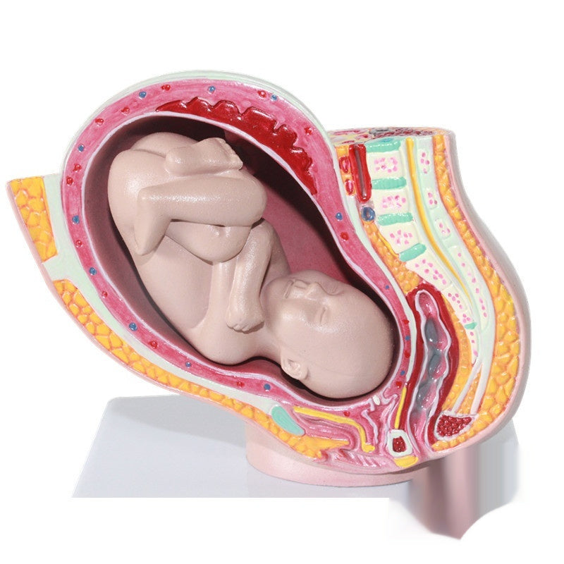 Miniature Female Pelvic Model With A Nine-month Fetal Uterus For Family Planning And Medical Use