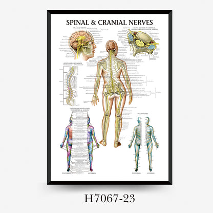 Wall Chart Human Anatomy Muscles Gym Medical Education Decorative Painting