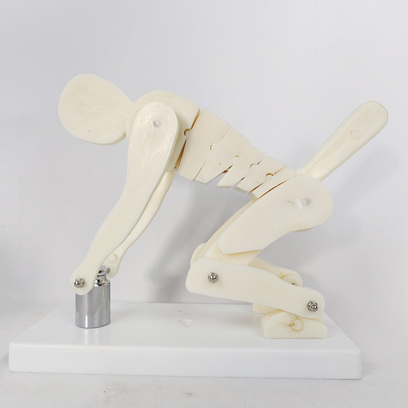 PVC Weightlifting Medical Teaching Model With A Base