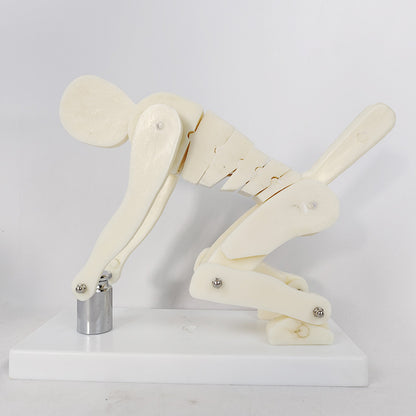PVC Weightlifting Medical Teaching Model With A Base