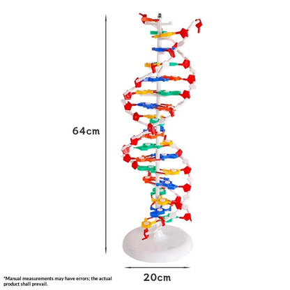 Protein Model School Teacher Teaching Supplies
