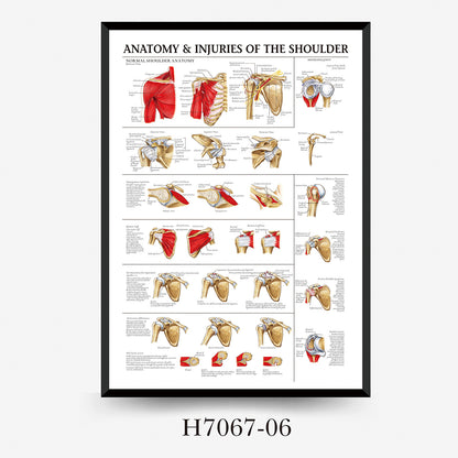 Wall Chart Human Anatomy Muscles Gym Medical Education Decorative Painting