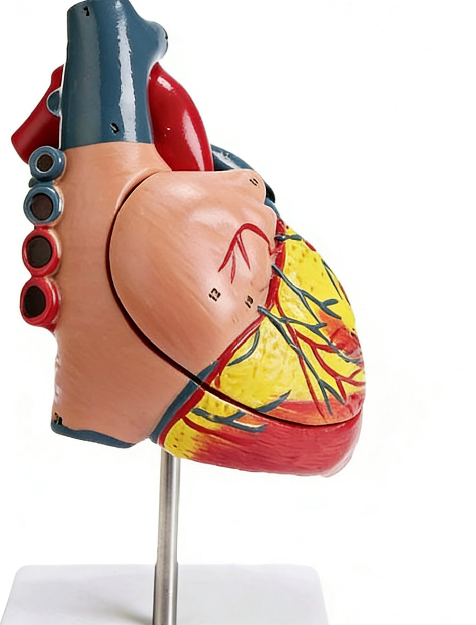 Human Heart Anatomy Life-Size Medical Teaching Model
