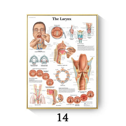 Human Anatomy Muscle Canvas Print Poster