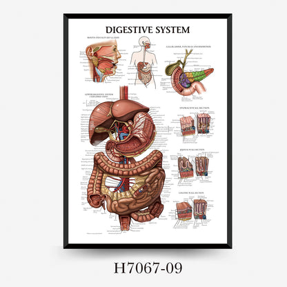 Wall Chart Human Anatomy Muscles Gym Medical Education Decorative Painting