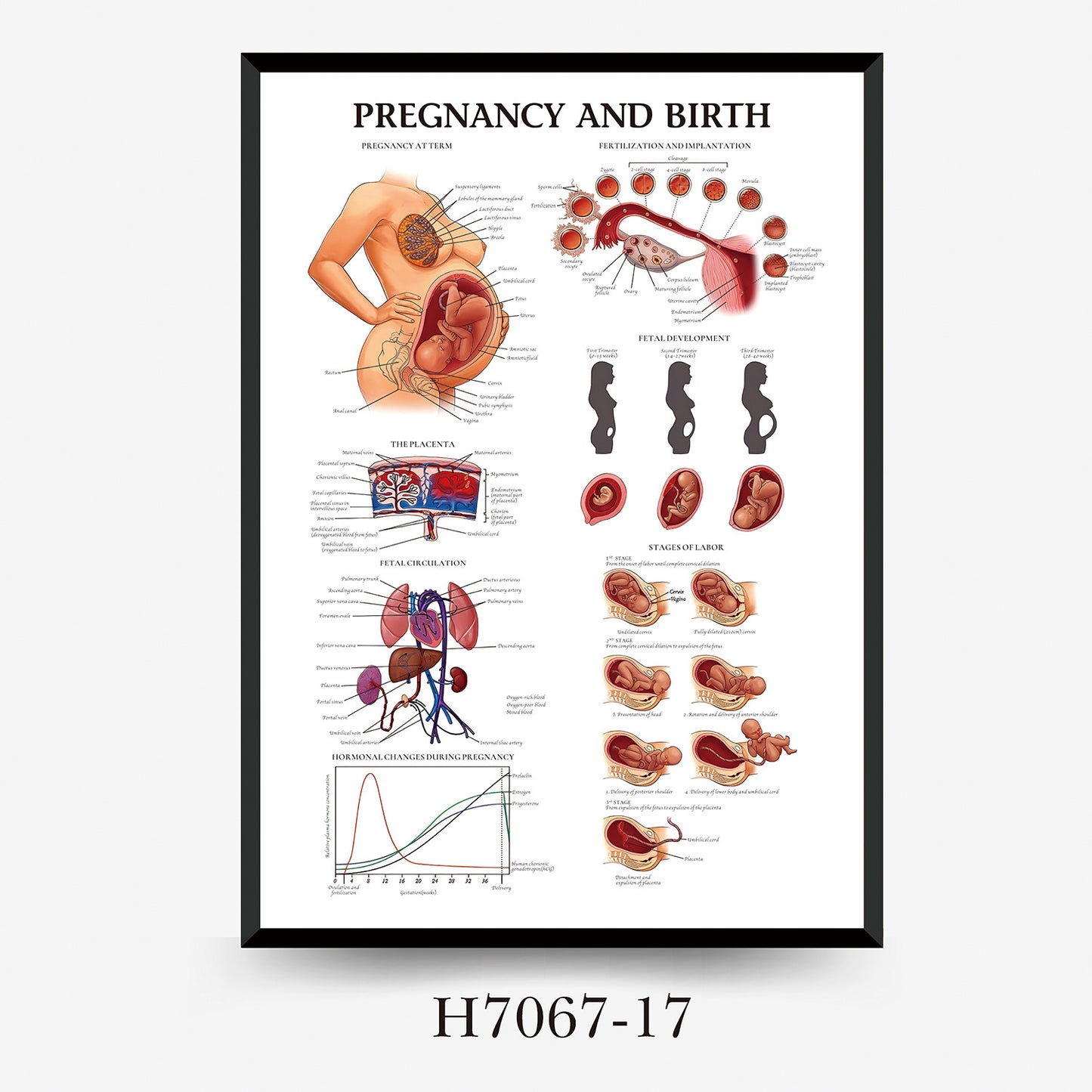 Wall Chart Human Anatomy Muscles Gym Medical Education Decorative Painting