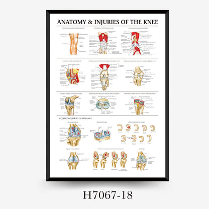 Wall Chart Human Anatomy Muscles Gym Medical Education Decorative Painting