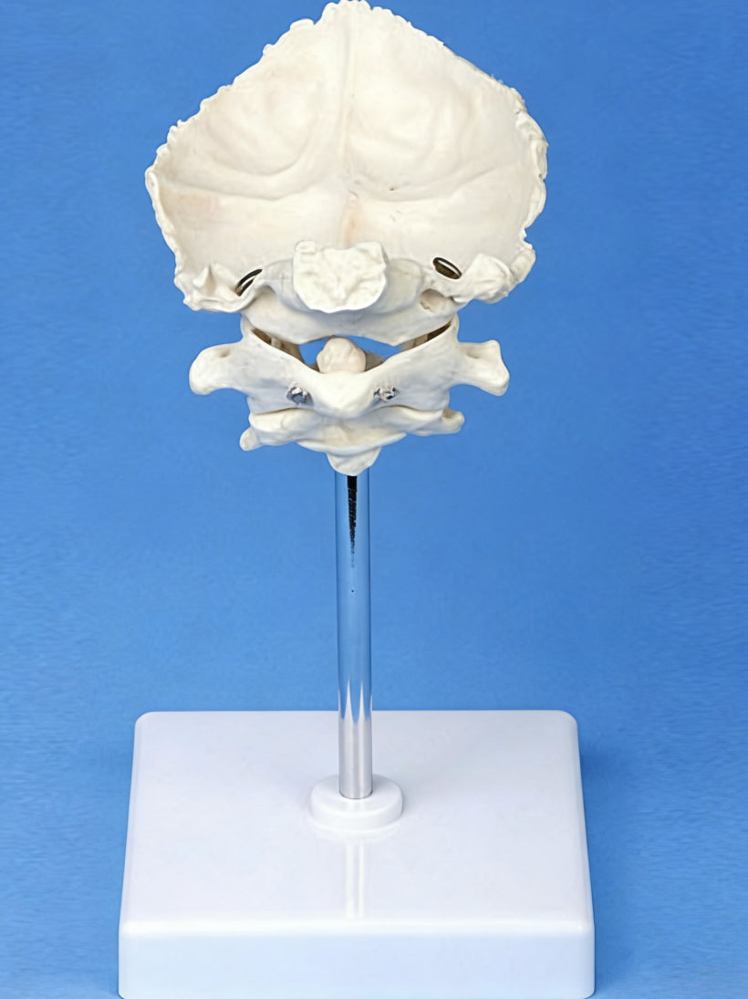 Medical Teaching Model Occipital Bone With Atlas And Axis Model Skeletal Model