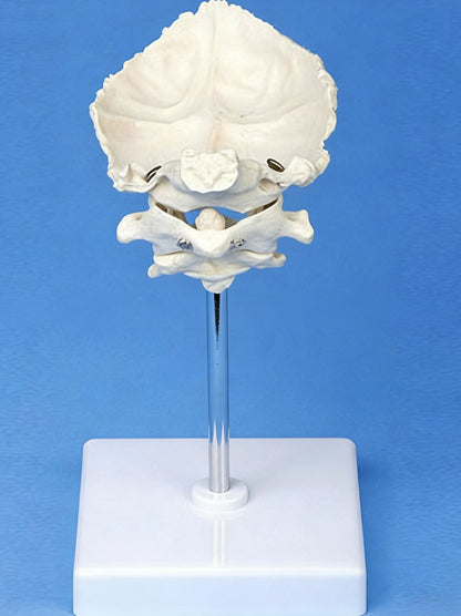Medical Teaching Model Occipital Bone With Atlas And Axis Model Skeletal Model