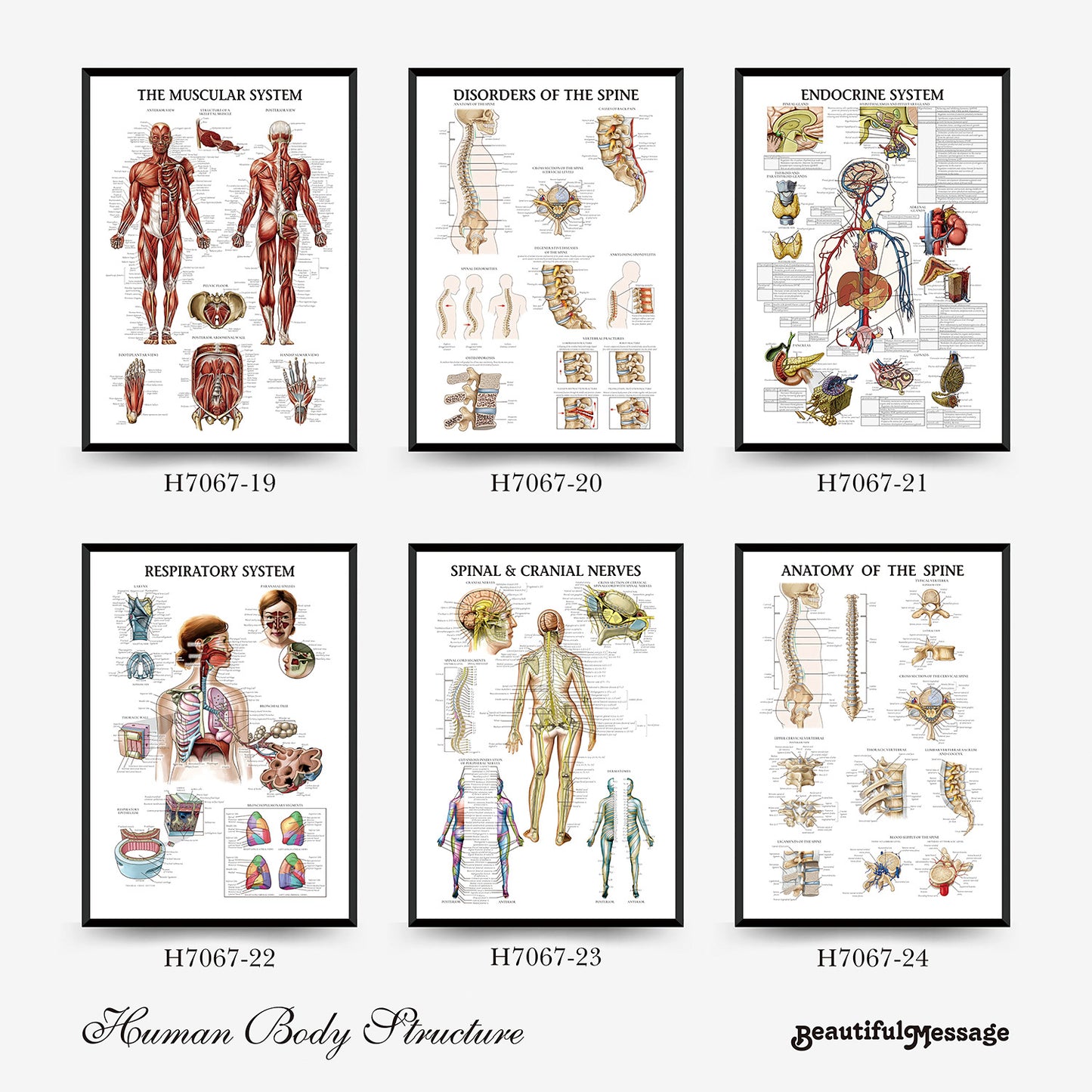 Wall Chart Human Anatomy Muscles Gym Medical Education Decorative Painting
