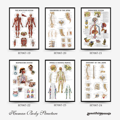Wall Chart Human Anatomy Muscles Gym Medical Education Decorative Painting