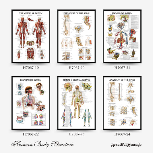 Wall Chart Human Anatomy Muscles Gym Medical Education Decorative Painting