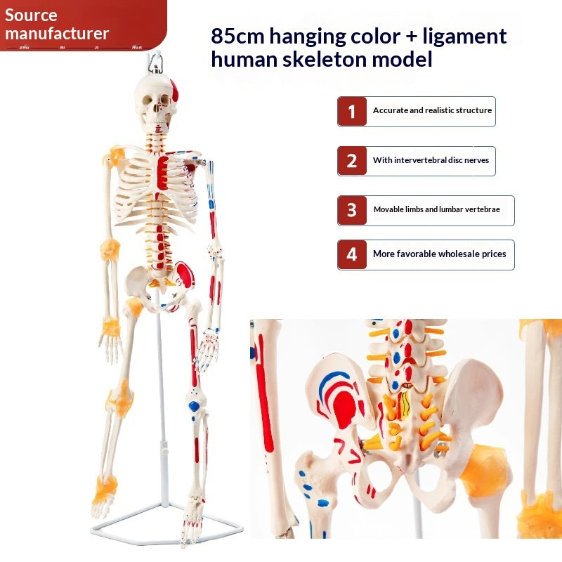 Human Adult Skeletal Spine Model With Intervertebral Discs And Joints For Medical Education Full-body Model