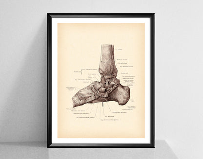 Modern Human Anatomy Musculoskeletal Medical Education Canvas Painting