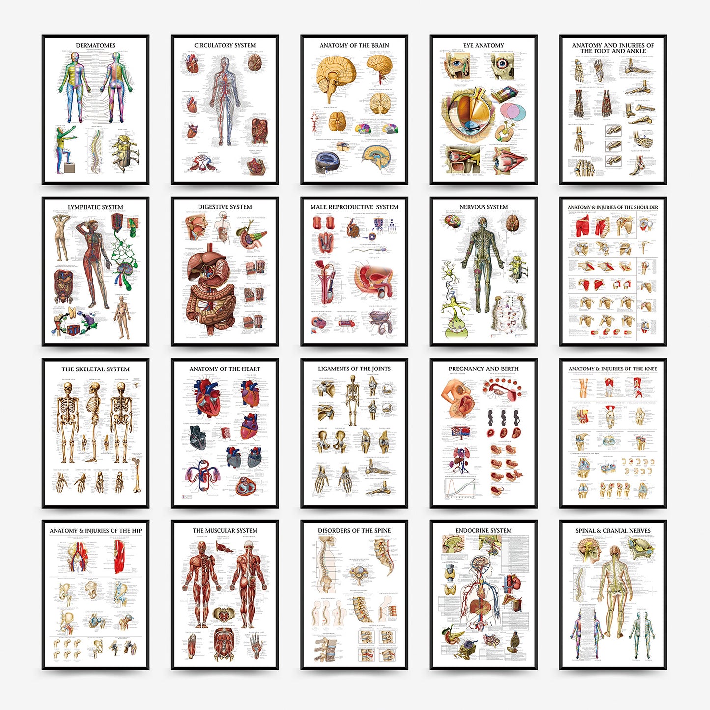 Wall Chart Human Anatomy Muscles Gym Medical Education Decorative Painting