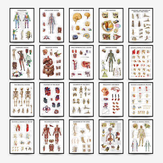 Wall Chart Human Anatomy Muscles Gym Medical Education Decorative Painting