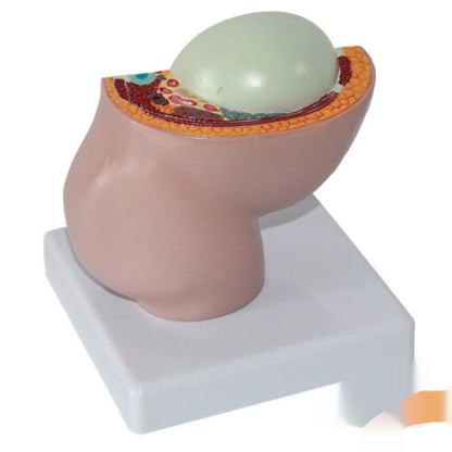 Miniature Female Pelvic Model With A Nine-month Fetal Uterus For Family Planning And Medical Use