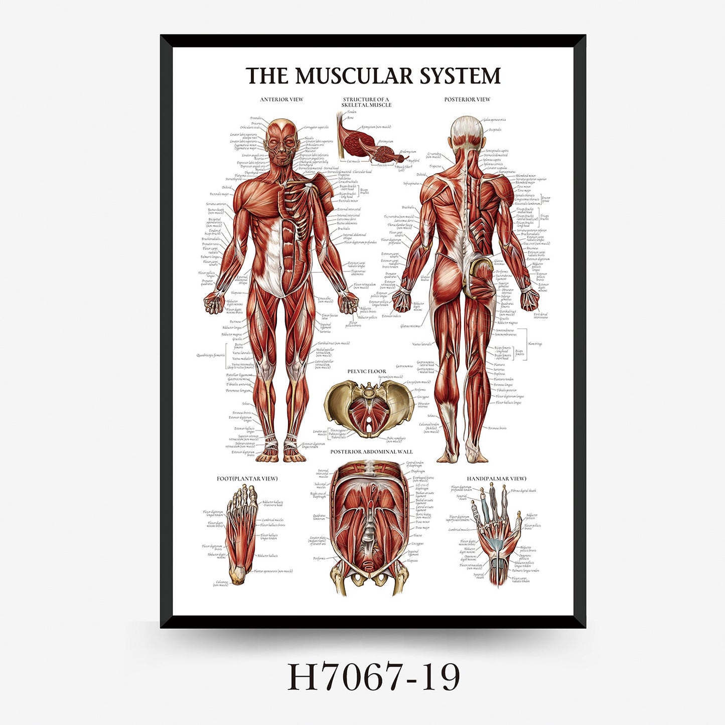 Wall Chart Human Anatomy Muscles Gym Medical Education Decorative Painting