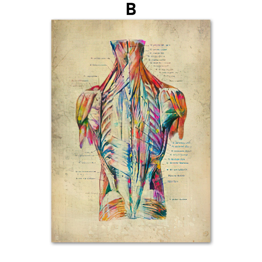 Anatomie Poster Muskelapparat