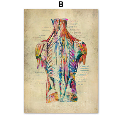 Anatomie Poster Muskelapparat