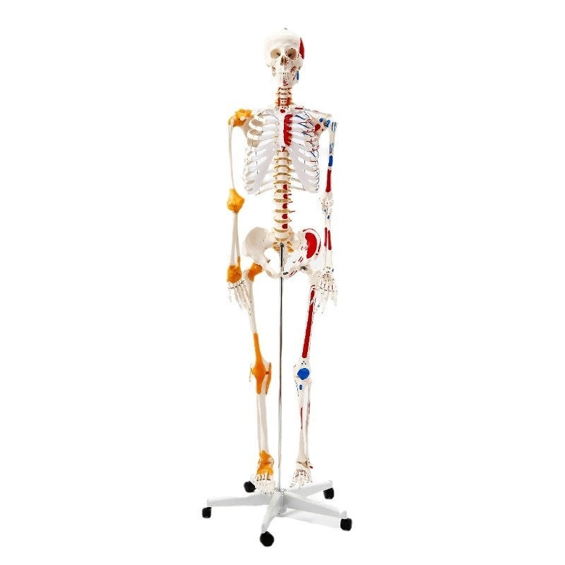 Human Adult Skeletal Spine Model With Intervertebral Discs And Joints For Medical Education Full-body Model