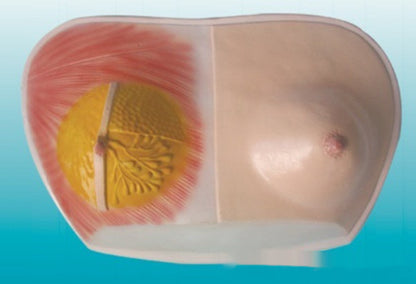 Breast Anatomy Model