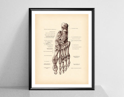 Modern Human Anatomy Musculoskeletal Medical Education Canvas Painting
