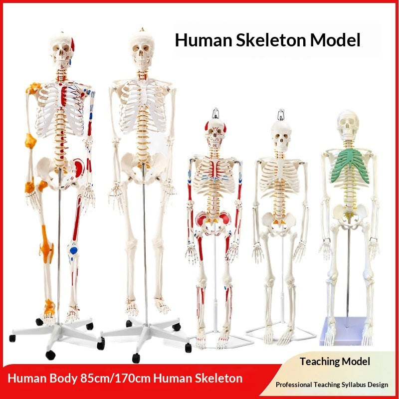 Human Adult Skeletal Spine Model With Intervertebral Discs And Joints For Medical Education Full-body Model
