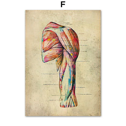 Anatomie Poster Muskelapparat