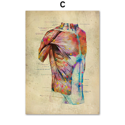 Anatomie Poster Muskelapparat