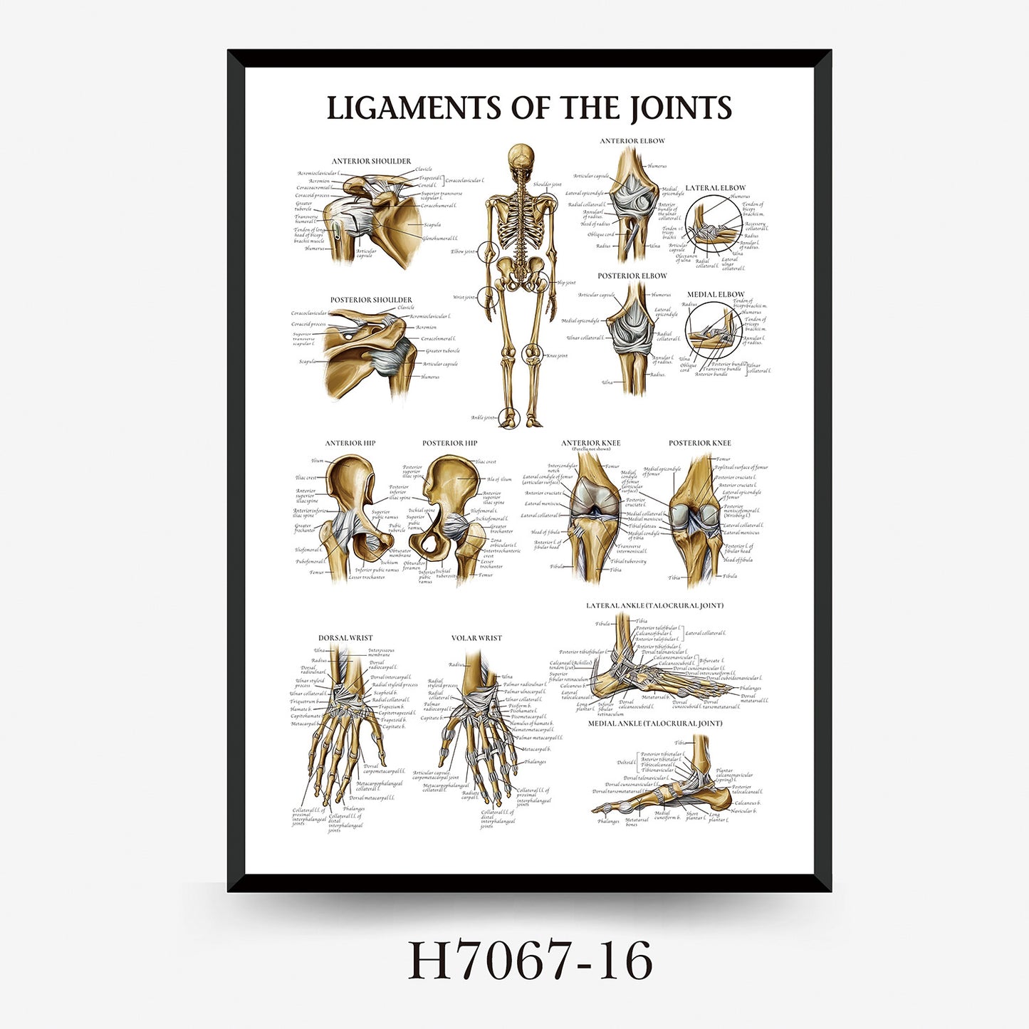 Wall Chart Human Anatomy Muscles Gym Medical Education Decorative Painting