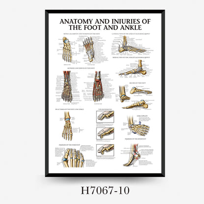Wall Chart Human Anatomy Muscles Gym Medical Education Decorative Painting