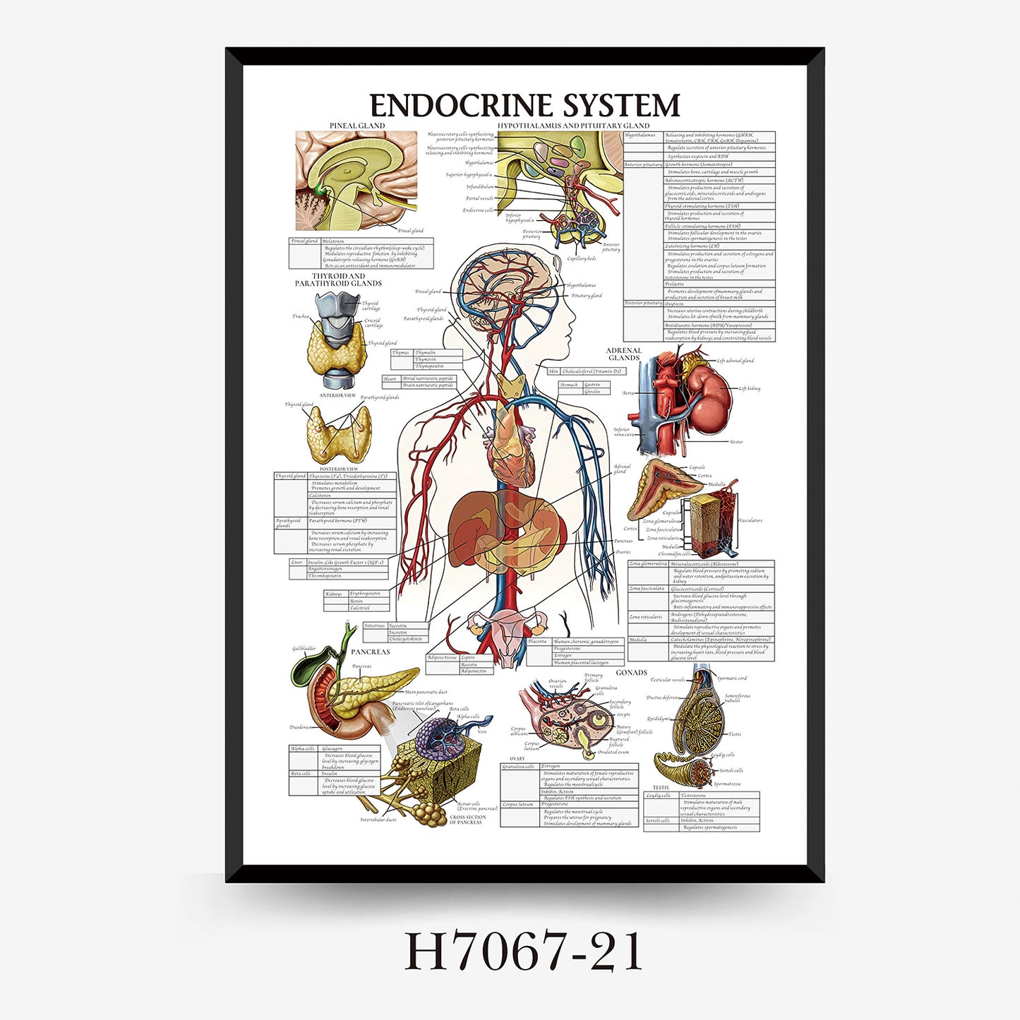 Wall Chart Human Anatomy Muscles Gym Medical Education Decorative Painting