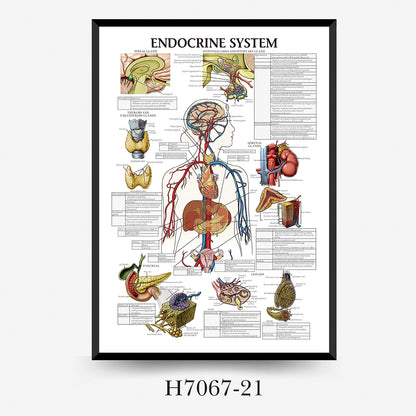 Wall Chart Human Anatomy Muscles Gym Medical Education Decorative Painting