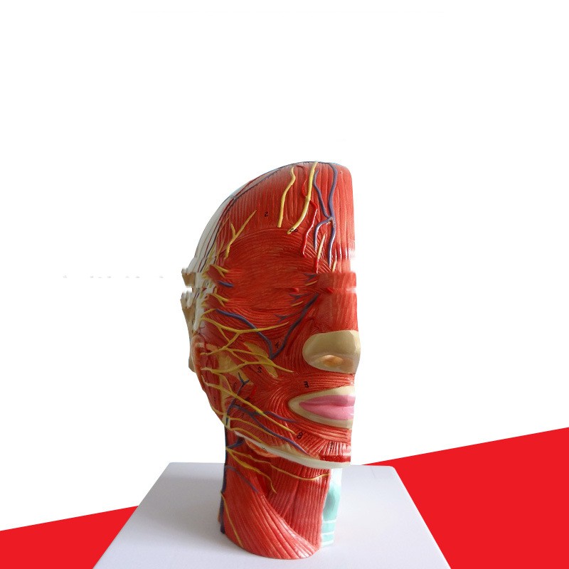 Head Transverse Sectional Anatomy Model