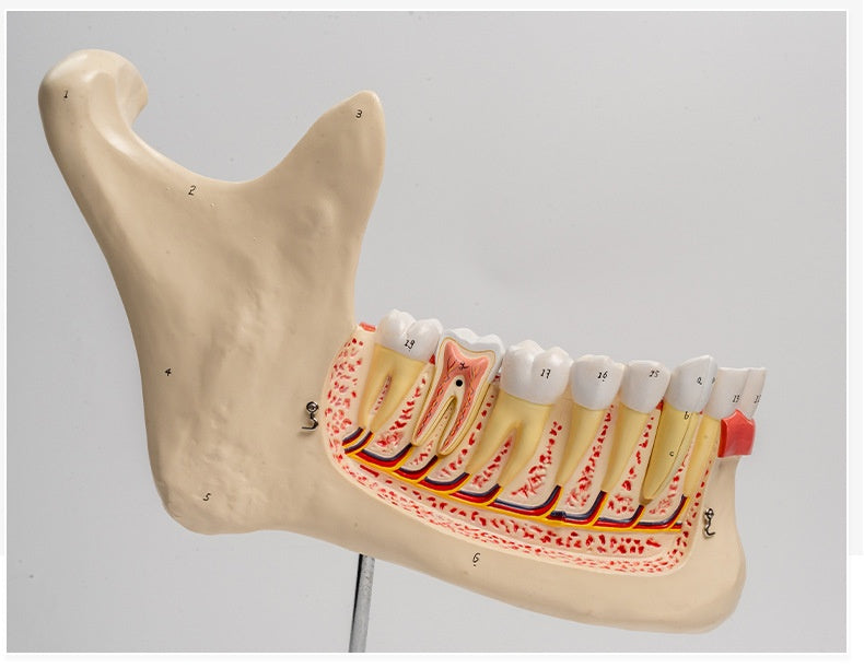 Großes Unterkiefer Anatomie Modell