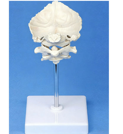 Medical Teaching Model Occipital Bone With Atlas And Axis Model Skeletal Model