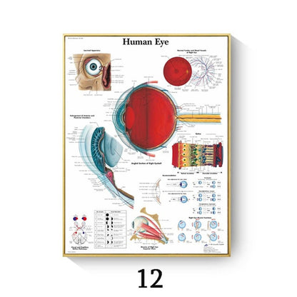 Human Anatomy Muscle Canvas Print Poster