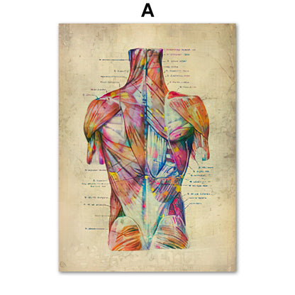 Anatomie Poster Muskelapparat