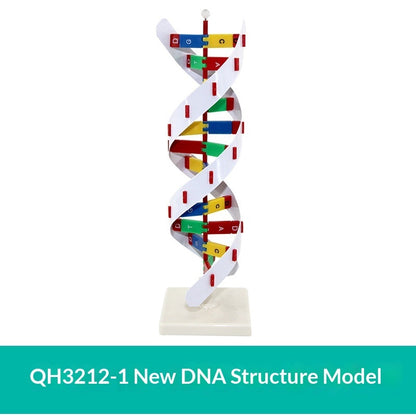 Protein Model School Teacher Teaching Supplies